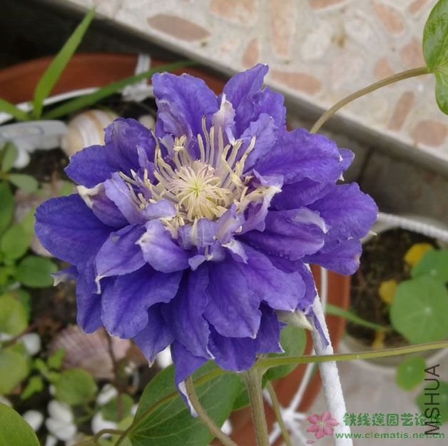 showimg11.jpg