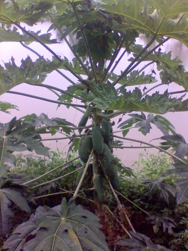 2011-09-03 16.52a.jpg