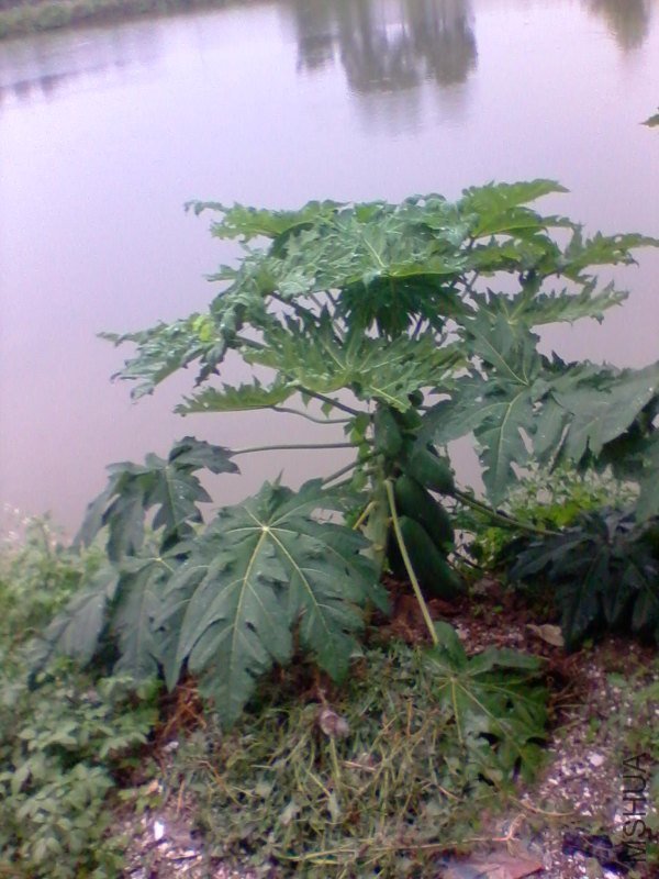 2011-09-03 16.52b.jpg