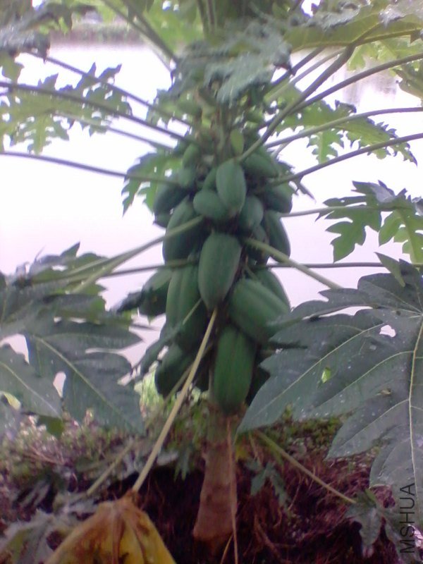 2011-09-03 16.53c.jpg