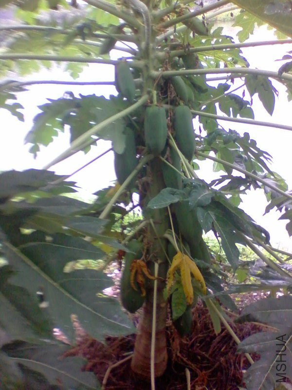 2011-09-03 16.53d.jpg