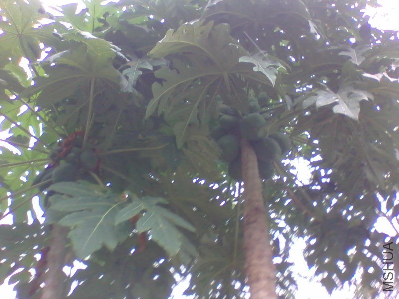 2011-09-03 16.54e.jpg