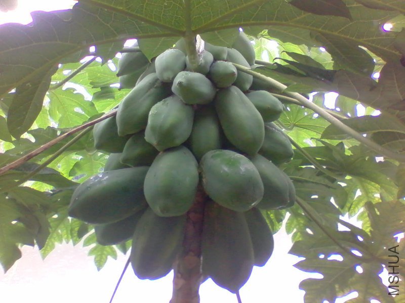2011-09-03 16.56f.jpg