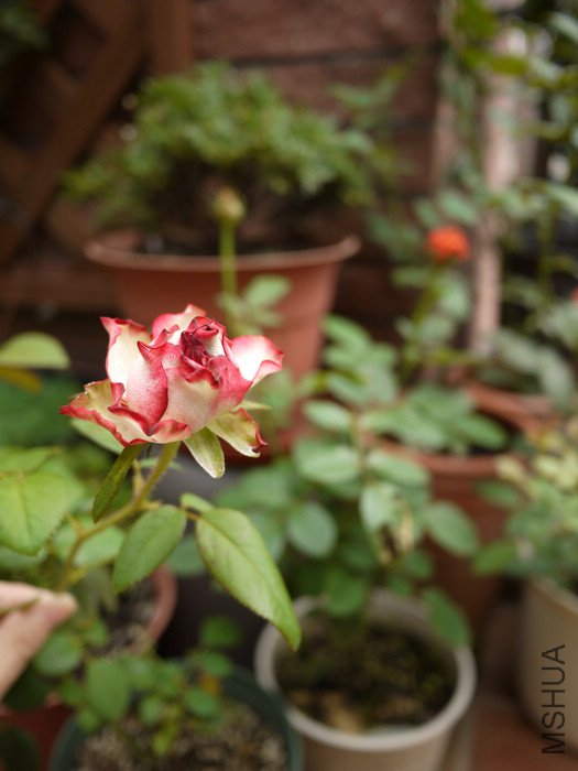 P1000366.JPG
