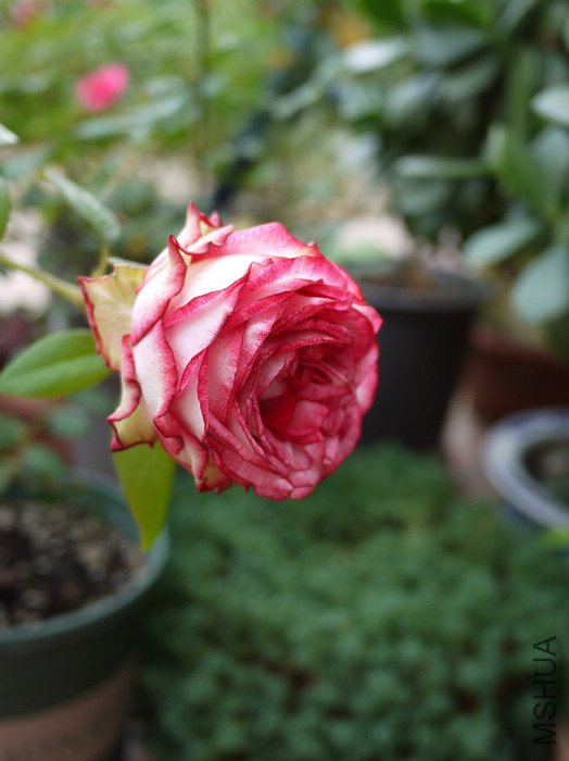 P1000411.jpg