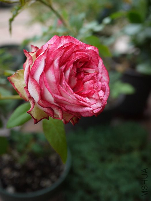 P1000412.jpg
