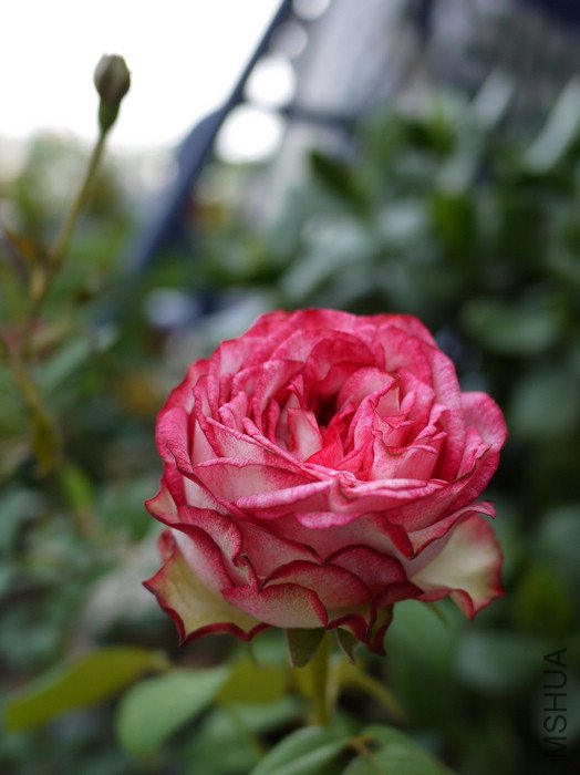 P1000415.jpg