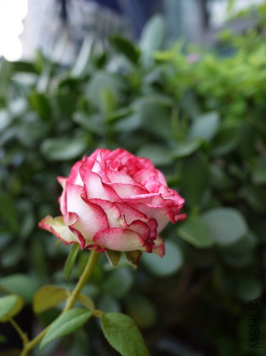 P1000417.jpg