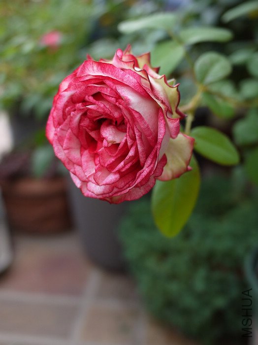 P1000421.jpg