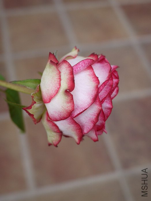 P1000426.jpg