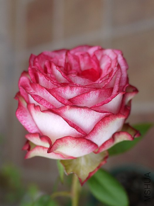 P1000427.jpg