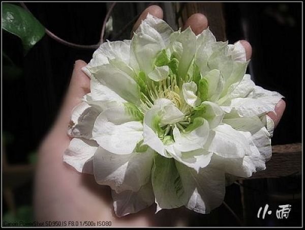 ����Ů��