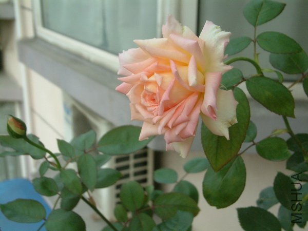 20110702_10_������С.JPG