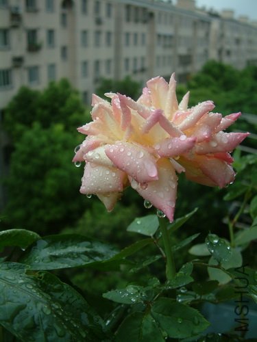 20110824_06_������С.JPG