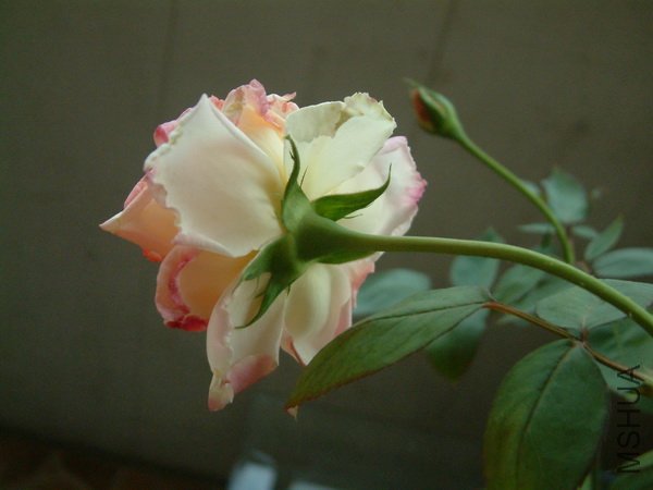 20110702_23_������С.JPG