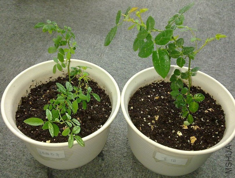 �ǲ���������������