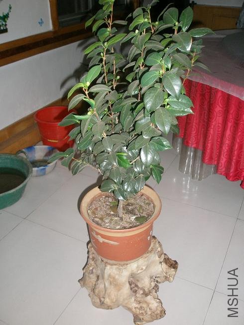 P1014761.JPG