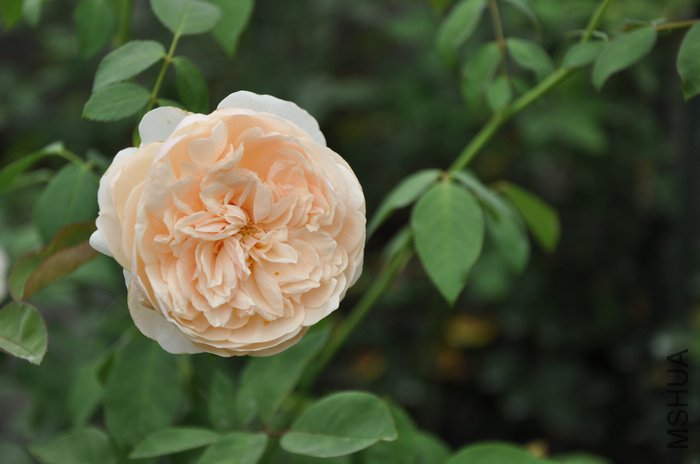 2011.9.3 038��ʹ.jpg