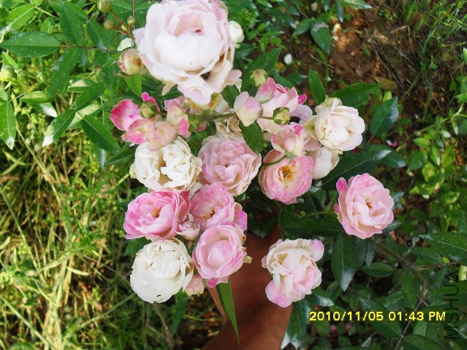 �ۿ�˹��1 (1).jpg