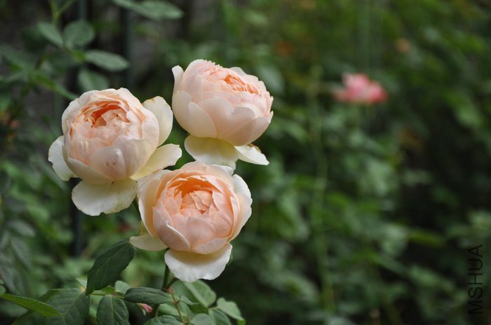 2011.9.3 056���.jpg