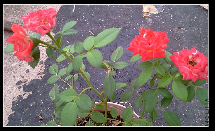 IMAG0439.jpg