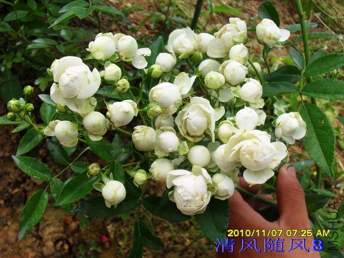 �׿�˹�� (1).jpg