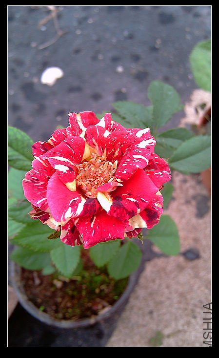 IMAG0437.jpg