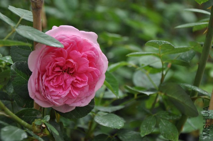 2011.8.26 020��³�ؽܻ���.jpg