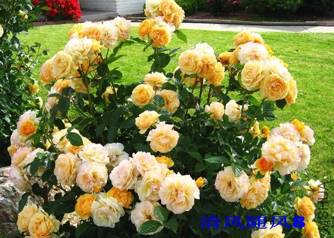 �����ǲ����1 (1).jpg