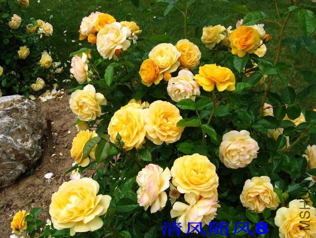 �����ǲ����1 (2).jpg