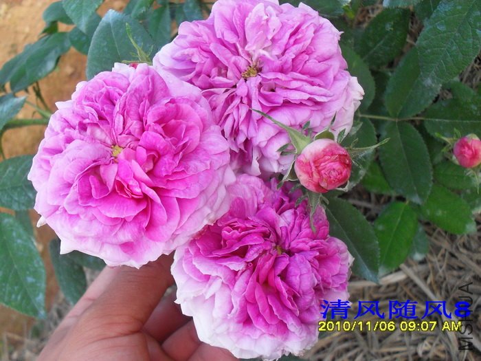 ��ͳ���ܹ� (President De Seze) (3).jpg