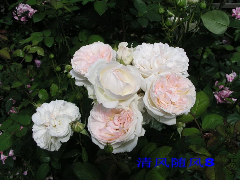 ����˹�ٰ�������2 (2).jpg