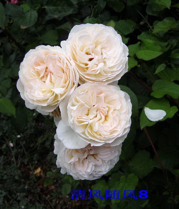 ����˹�ٰ�������2 (3).jpg