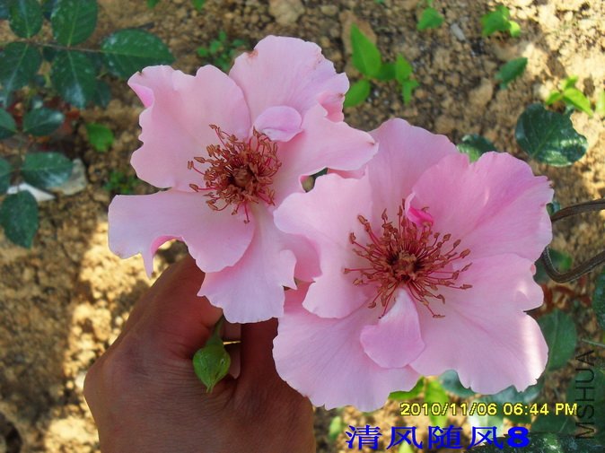 ������˿1 (4).jpg