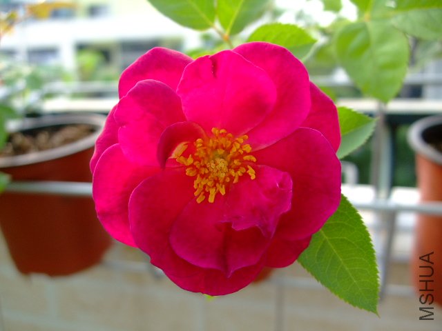 DSCF0117.JPG