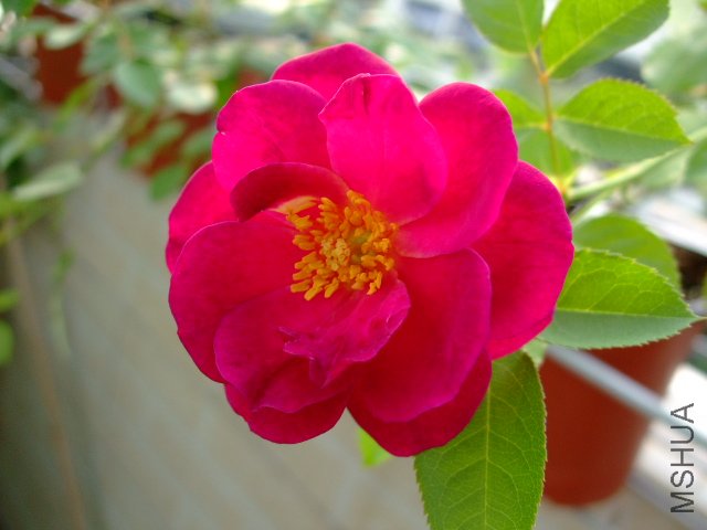 DSCF0119.JPG