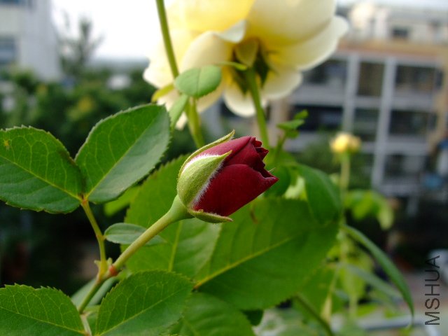 DSCF0118.JPG