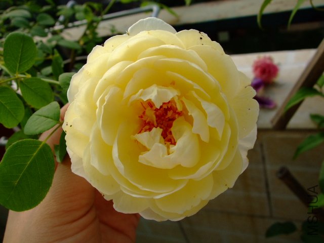 DSCF0120.JPG