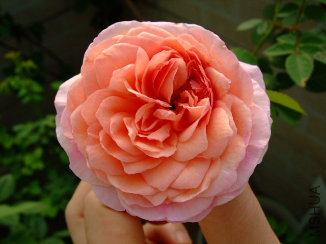 DSCF0122.JPG