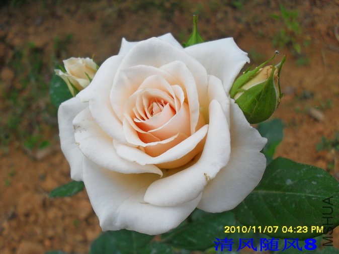 ������˿ (1).jpg