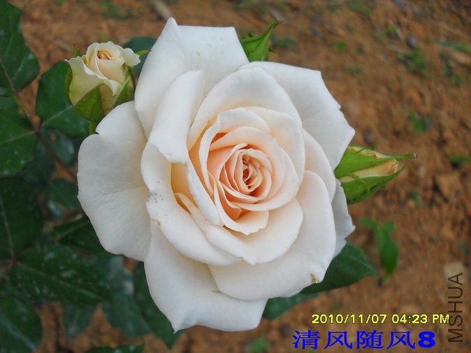 ������˿ (2).jpg