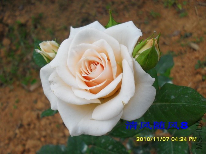 ������˿ (3).jpg