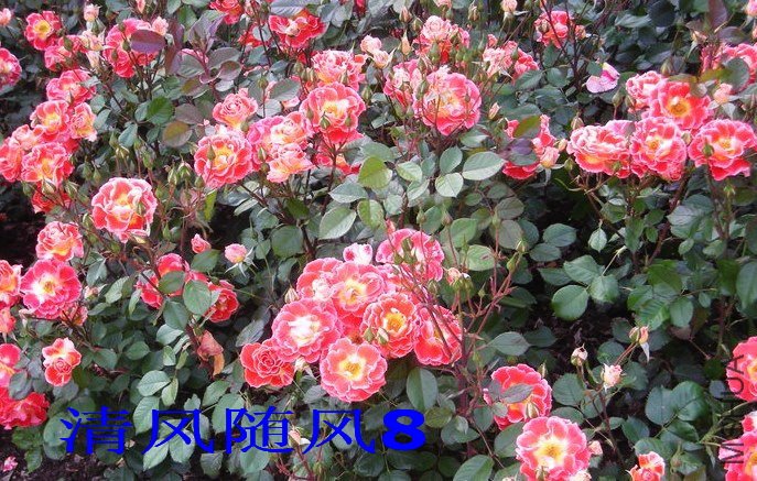 ʷ����ǿɭ2 (2).jpg