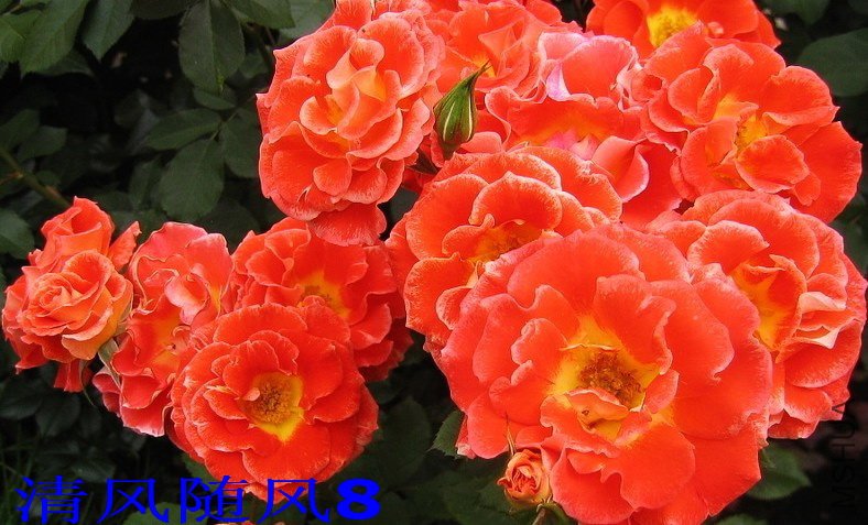 ʷ����ǿɭ2 (1).jpg