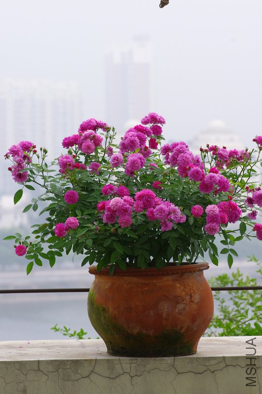 IMGP2885.JPG
