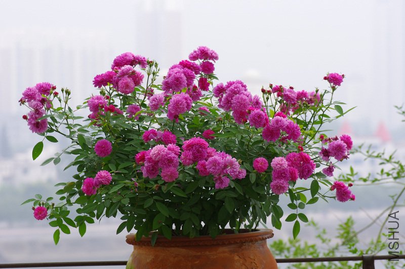IMGP2886.JPG