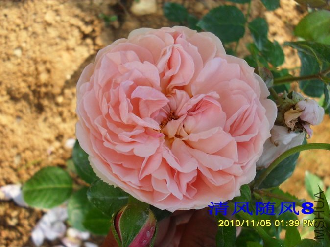 ��ݮɽ1 (31).jpg