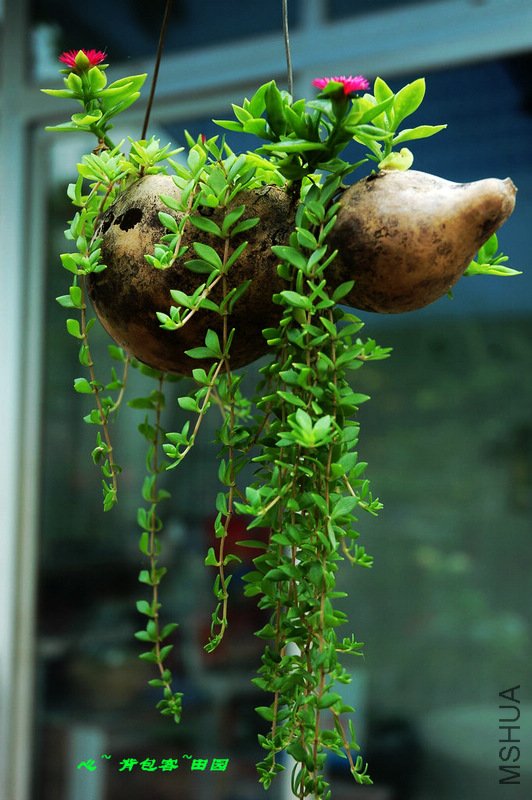 �Լ��ֵĺ�«����С����