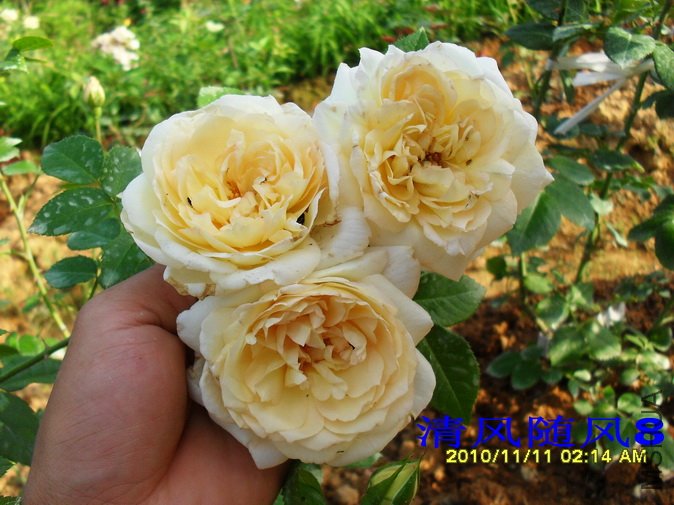 ��ɷ�˹�� (18).jpg