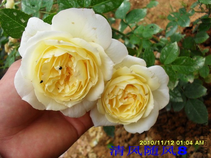 ��ɷ�˹�� (1).jpg